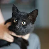 Котёнок 1