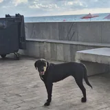 Найденная собака 1