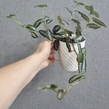 Растения в горшках 7