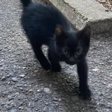 Отдам котёнка в добрые руки 3