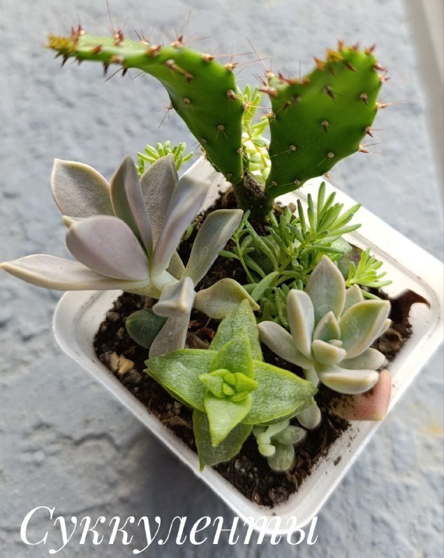 Суккуленты, Красула денежное дерево, Оксалис, Хлорофитум 4