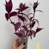 Комнатные растения, цветы 4