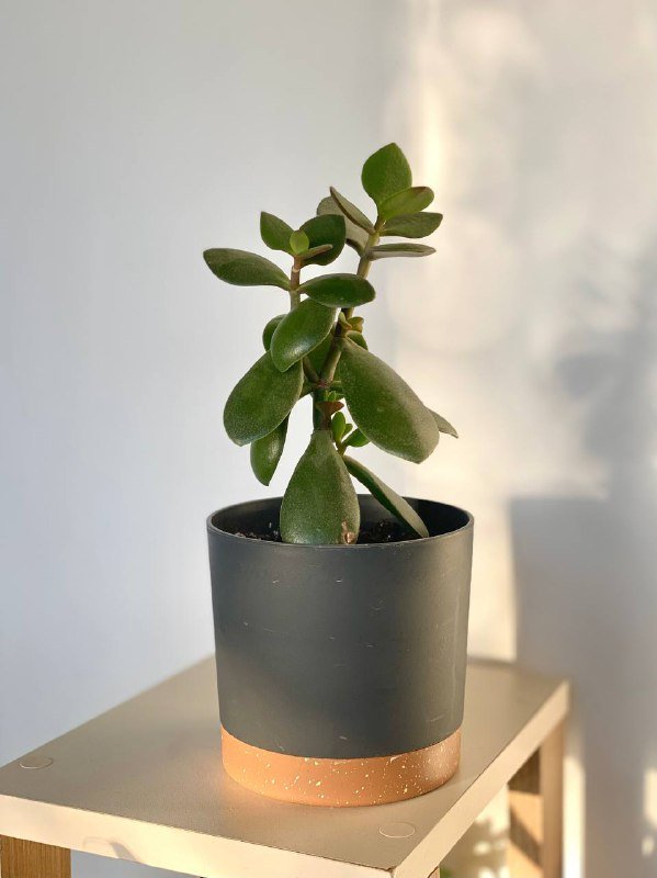 Толстянка денежное дерево без горшка