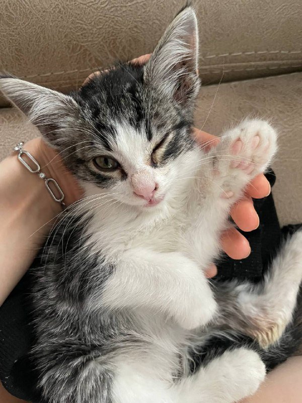 котенок молодой ищет дом 4