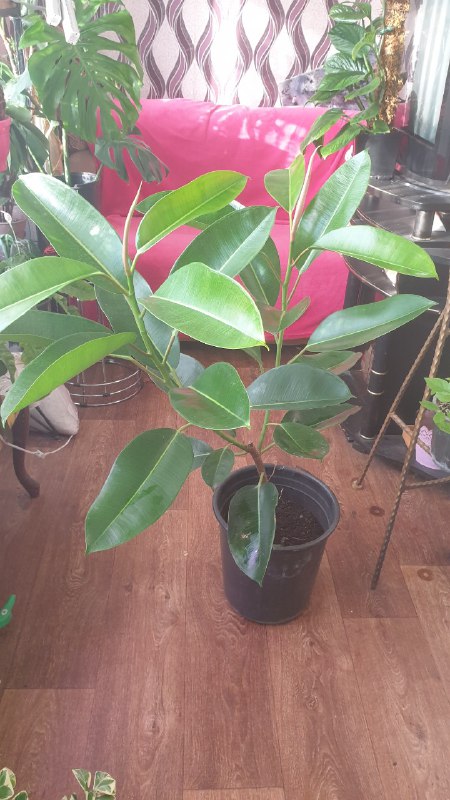 Оба растения 2