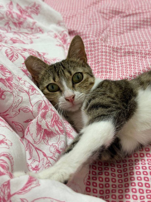 Кошечка Ариана ищет дом