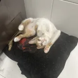Котёнок Дизель 2