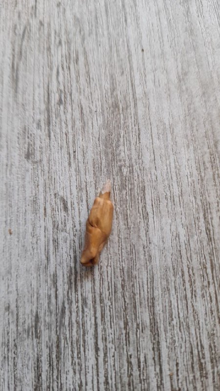 Семечка необычного вида