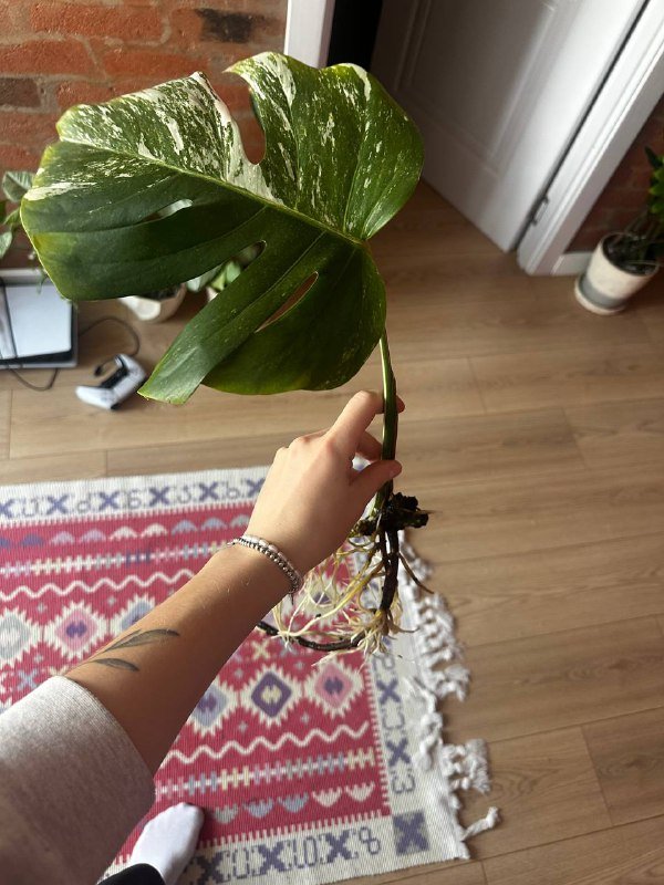 Ростки монстеры Альба 2