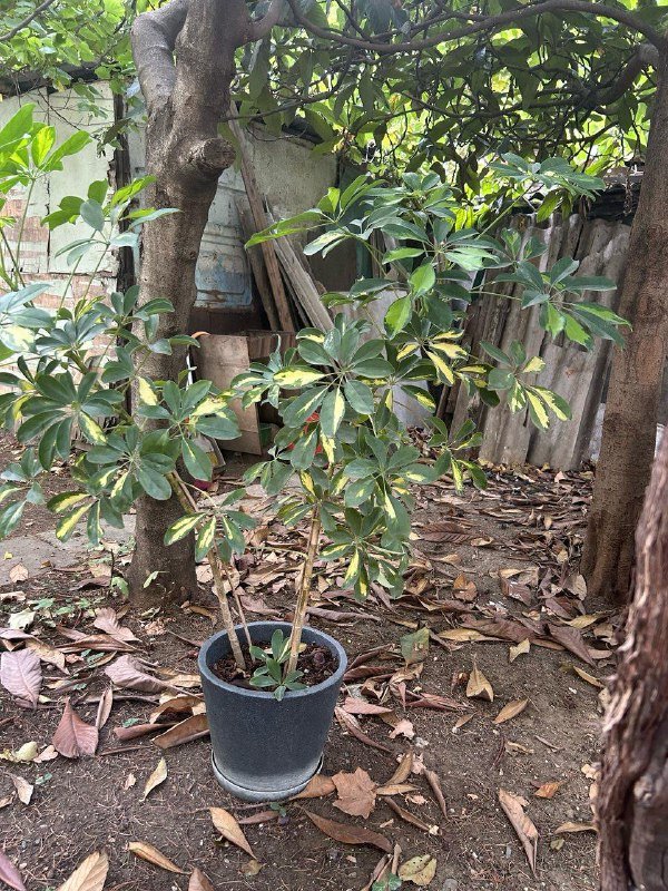 Вариегатная Шеффлера в горшке