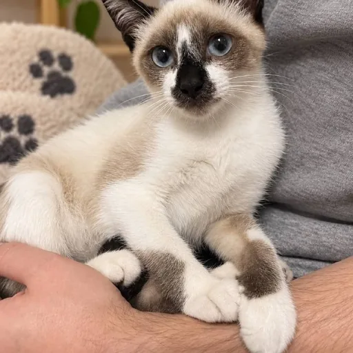 Котенок Лотос
