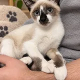 Котенок Лотос 1