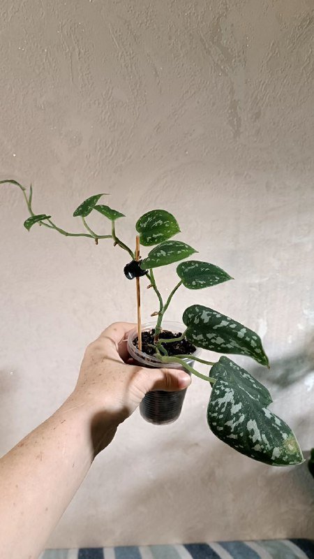 Монстера Манки, Сциндапсус Пиктус, Филодендрон Медуза, Рафидофора 5