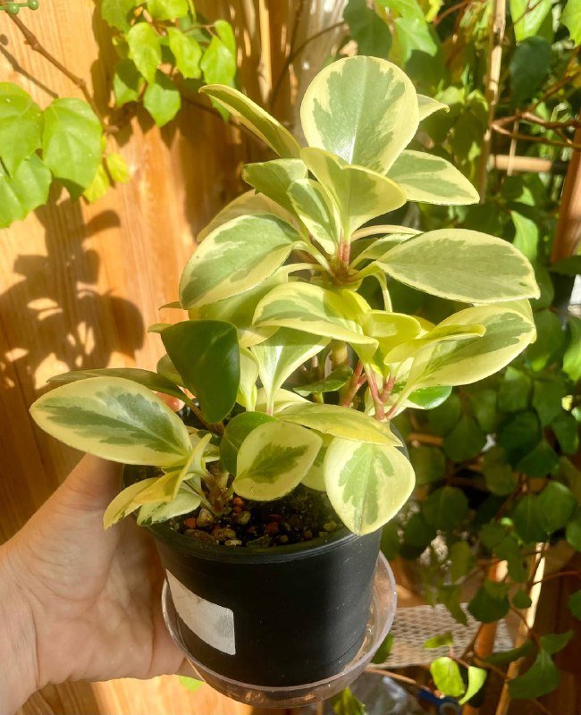 Пеперомия вариегатная суккулентное растение 2