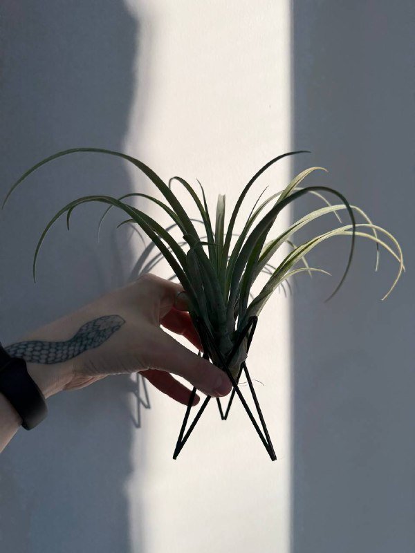 Тиллансия растение в горшке