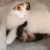 Кошка Муся ищет дом 3