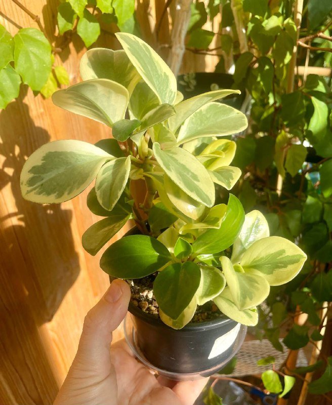 Пеперомия вариегатная суккулентное растение