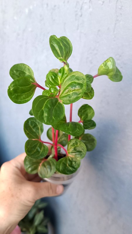 Гипоэстес розовый, Ирезине малиновый, Ирезине Хербста, Традесканция Коллизия Элеганс, Традесканция Сеткреазия вариегатная 3