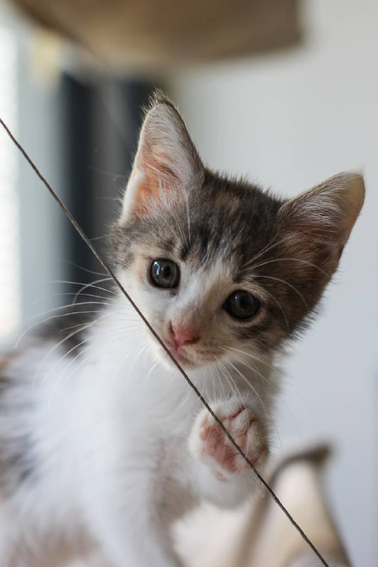 Котенок девочка 1