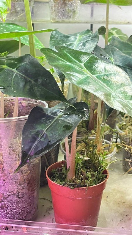 Гагеана ауреа, Полли, Юкатан принцесс, Шкура Дракона, Драгоценная орхидея 7