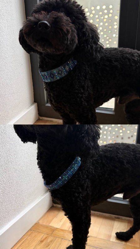 Переноска-рюкзак, шлейки, ошейники, игрушка, когтерез, расческа для собак и кошек 7