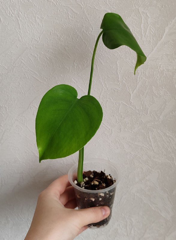 Комнатные растения 5