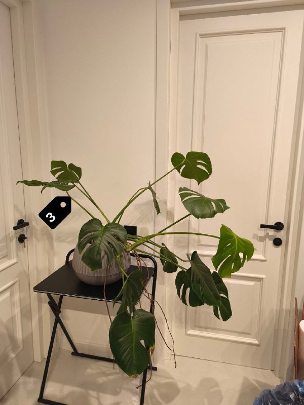 Стрелиция Николая, Замиокулькас, Монстера, Филодендроны и др. 3