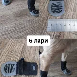 Обувь и носочки для собаки 3