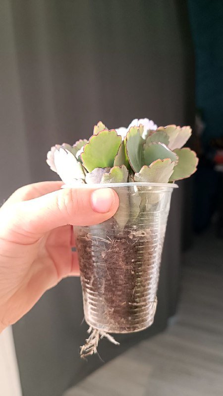 Растения Каланхоэ, Граптоседум, Крассула 2