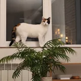 Кошка Муся ищет дом 2