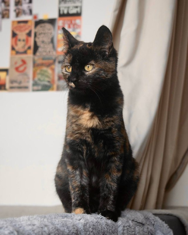 Кошка Ниндзя для дома и любви