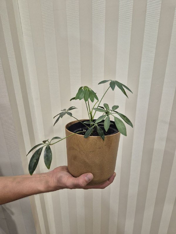 Шеффлера без кашпо