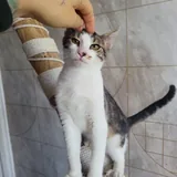 Котенок Космо 5