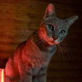 Кот Веня 3