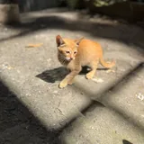 Котенок девочка 3