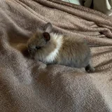 Декоративный кролик, клетка, корм 2