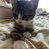 Котёнок Вафля 5