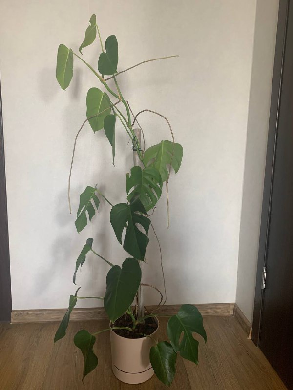 Рабочий стол, емкость под крупы, подставка под специи, стакан для столовых приборов, горшки, растение монстера, растение Диффенбахия, свечка, помпа для воды, робот-пылесос Tefal 6