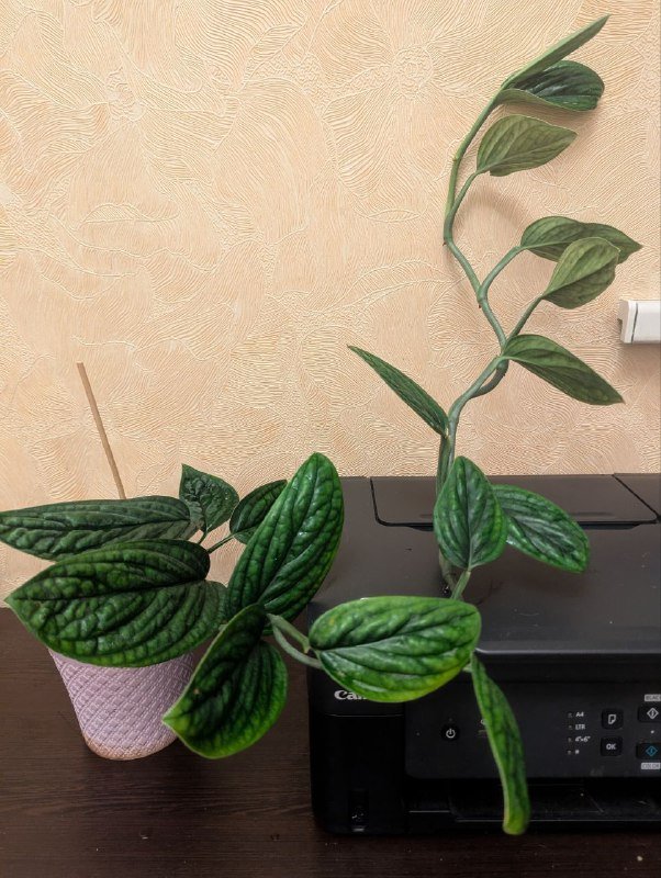 Монстера Перу, Стрелиция Николая