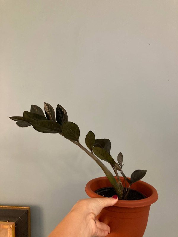 Замиокулькас «Черный ворон» 5