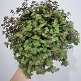 Комнатные растения, суккуленты, каллизия, крестовник, кислица 2