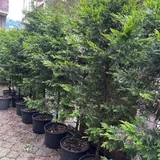 Туи в горшках, 2,5 м 2