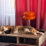 Кошка Кичи ищет дом 3