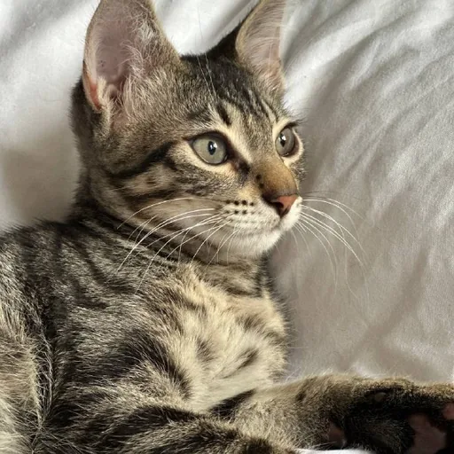 Котенок Айко