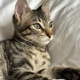 Котенок Айко 1