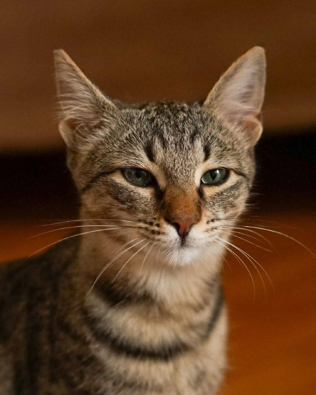 Кошка Сакура найдёт дом 5