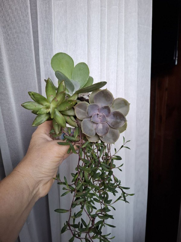 Сукуленты, филодендрон, хлорофитум, каланхоэ, папоротник, бананы 8