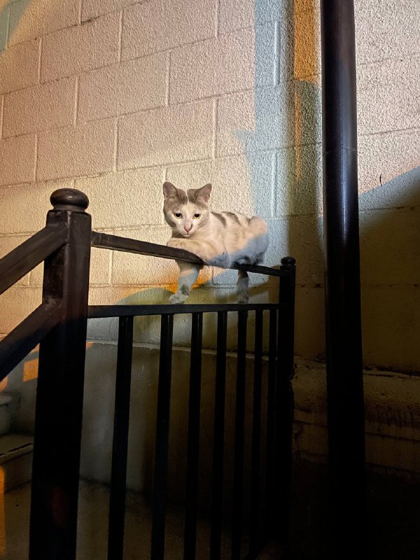 Кошка