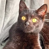 Кошечка Шоко и котик Паша 2