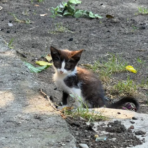 Котенок